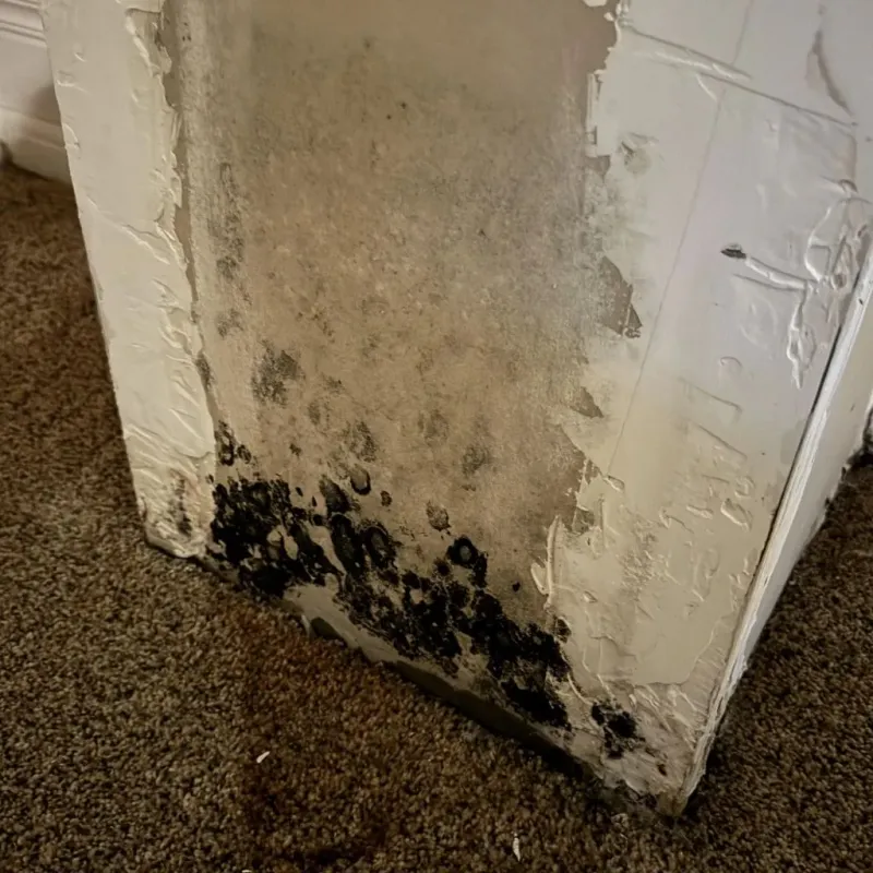 Professional Mold Removal in Luray, VA
